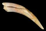 Fossil Pterosaur (Siroccopteryx) Tooth - Morocco #178518-1